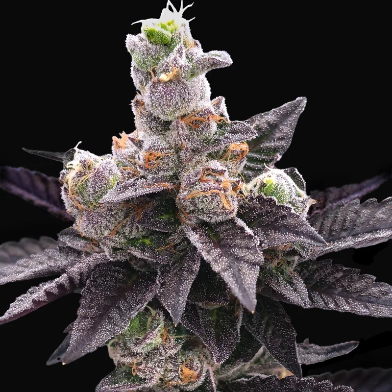 Yodanana by Elev8 Seeds