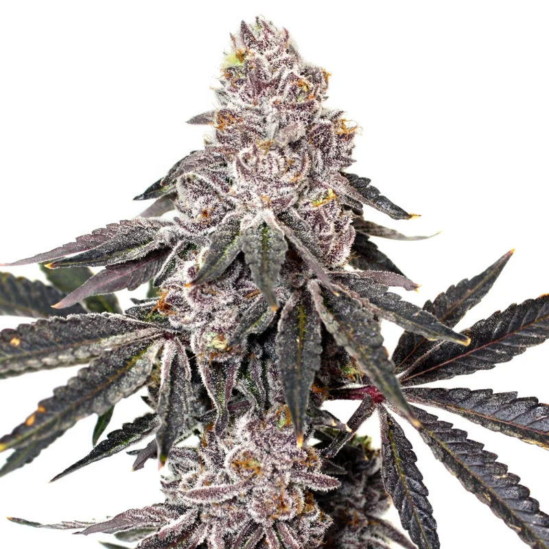 Berry Crusher van Elev8 Seeds