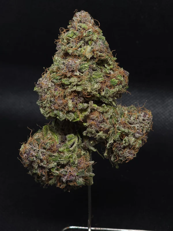 Midnight Bessie van Elev8 Seeds