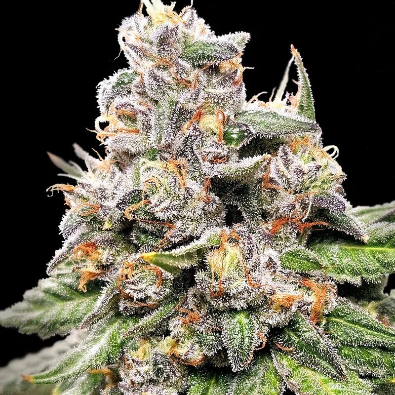 King Payton by Elev8 Seeds