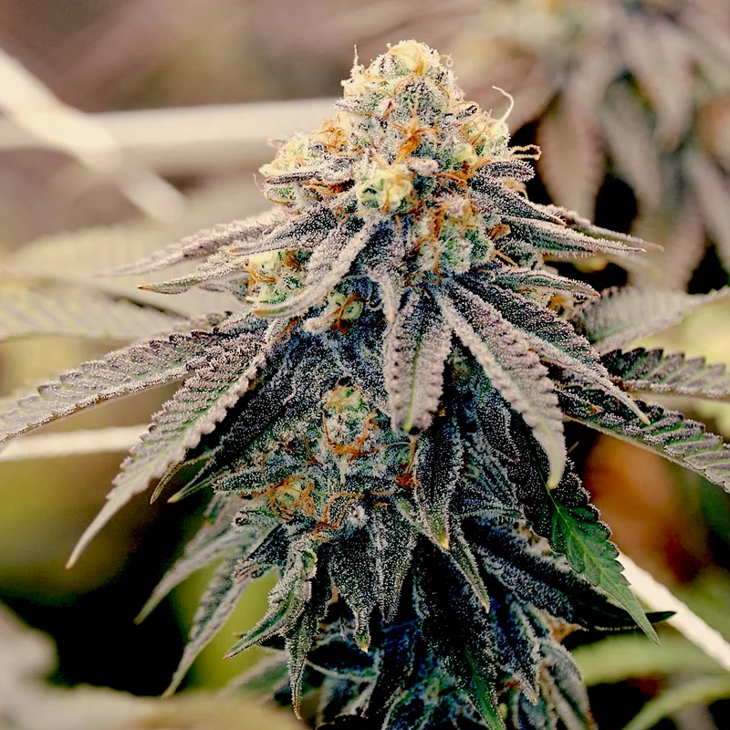Sundae Punch van Elev8 Seeds