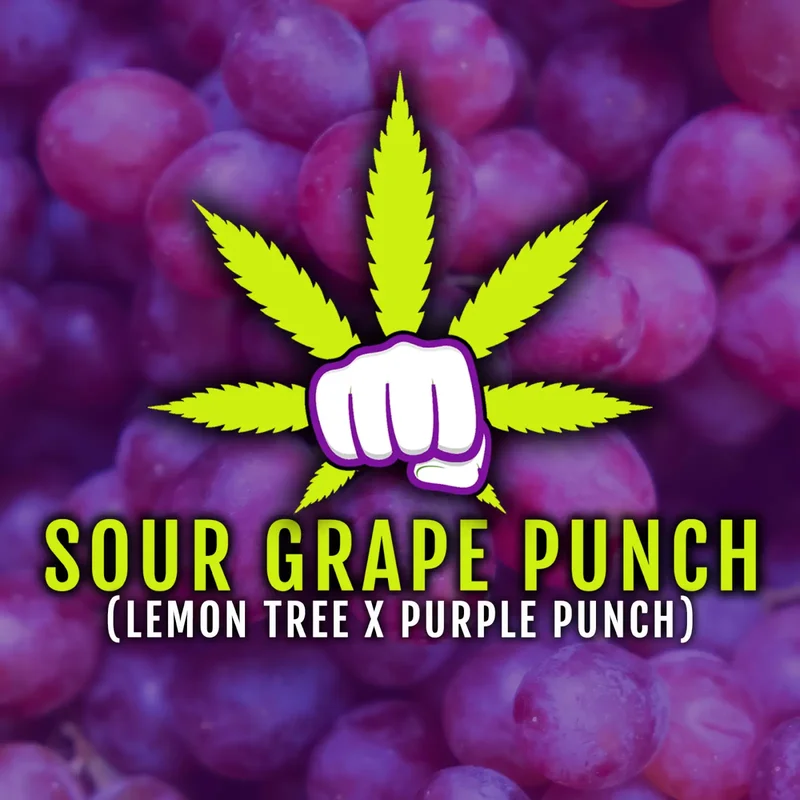 Sour Grape Punch van Elev8 Seeds