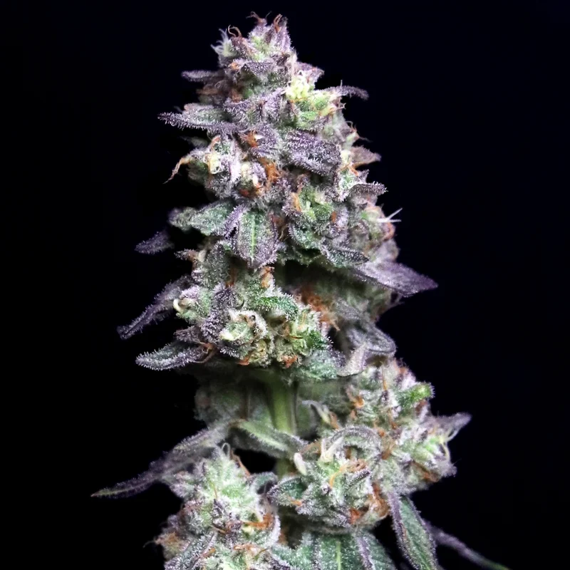 Baked Apple Cherries van Elev8 Seeds