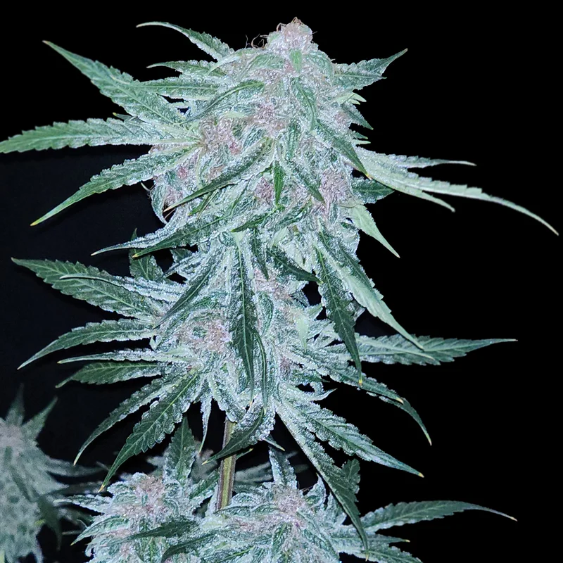 Midnight Bessie van Elev8 Seeds