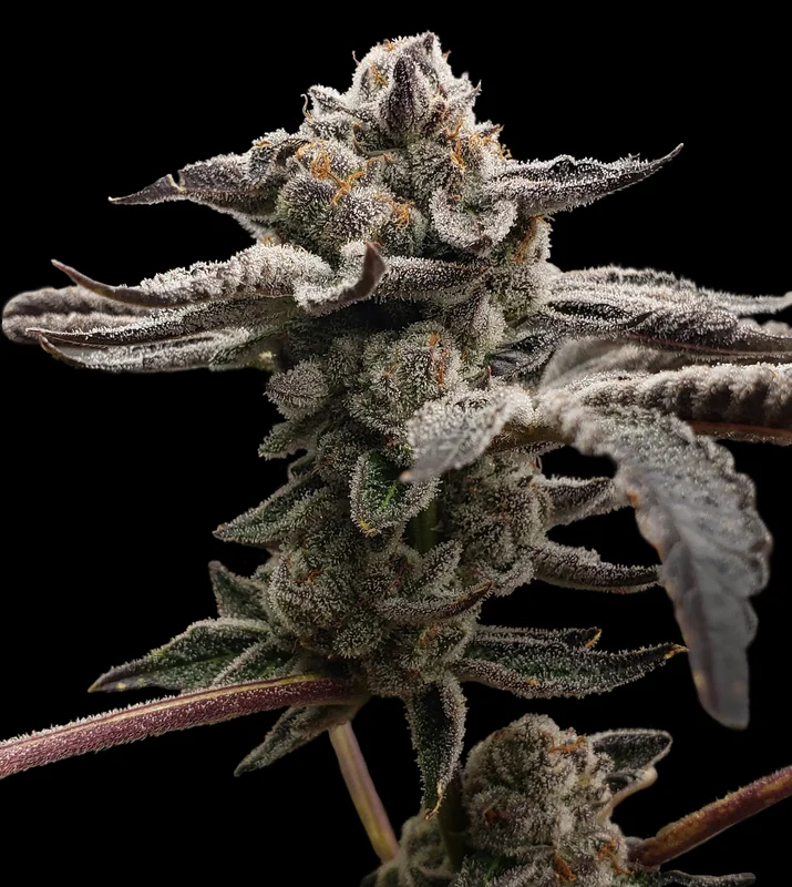 Tangie Candie van Elev8 Seeds