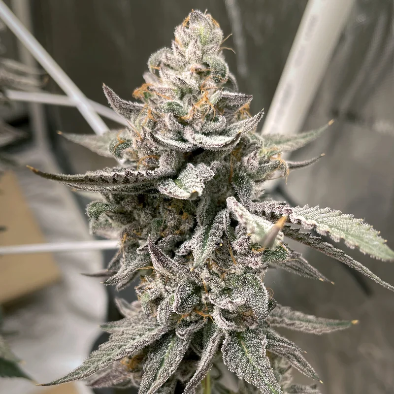 Beaver Cookies van Elev8 Seeds