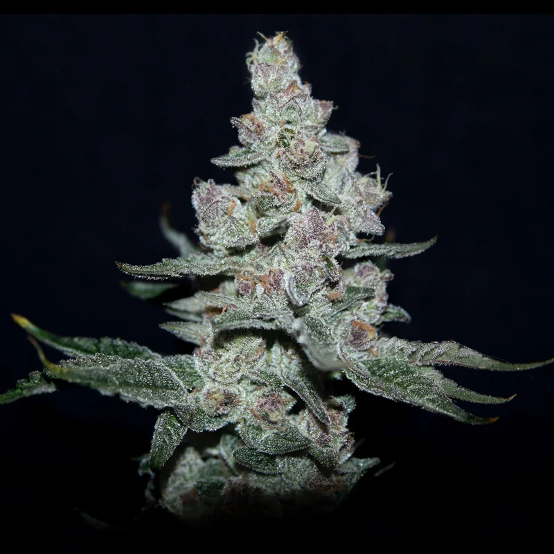 Fire'n Ice van Elev8 Seeds