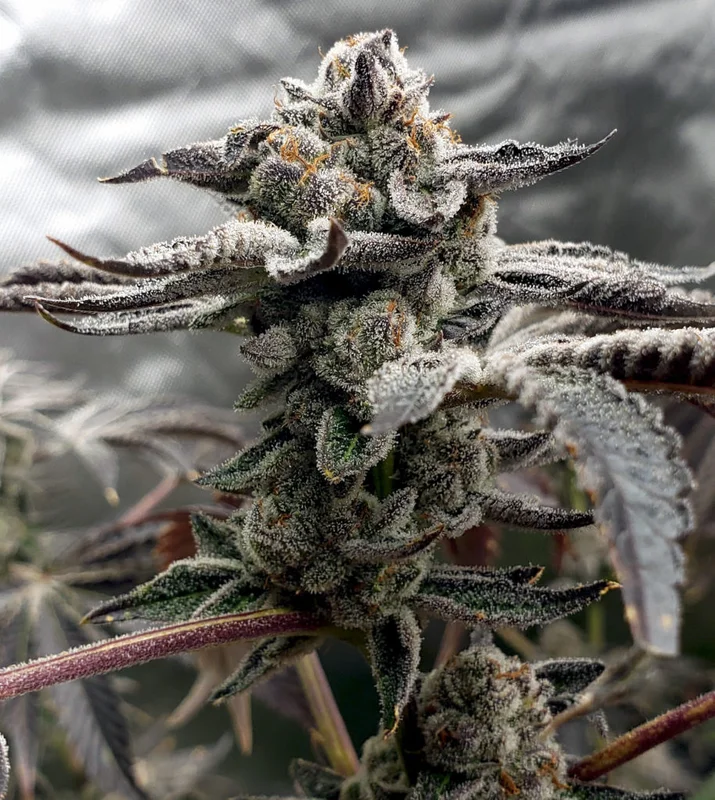 Tangie Candie van Elev8 Seeds