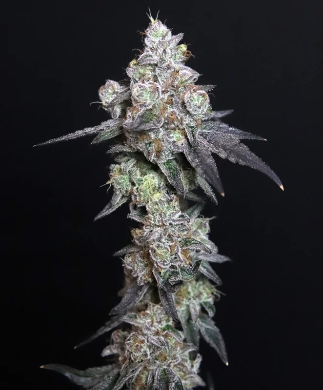 Lady Kush van Elev8 Seeds