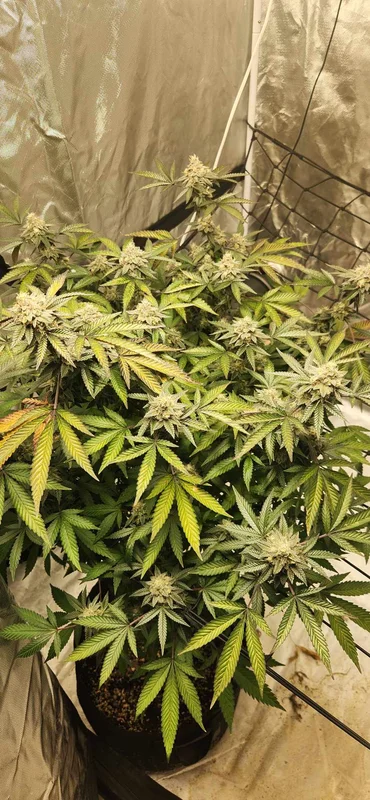 Pink Slurpee by Elev8 Seeds