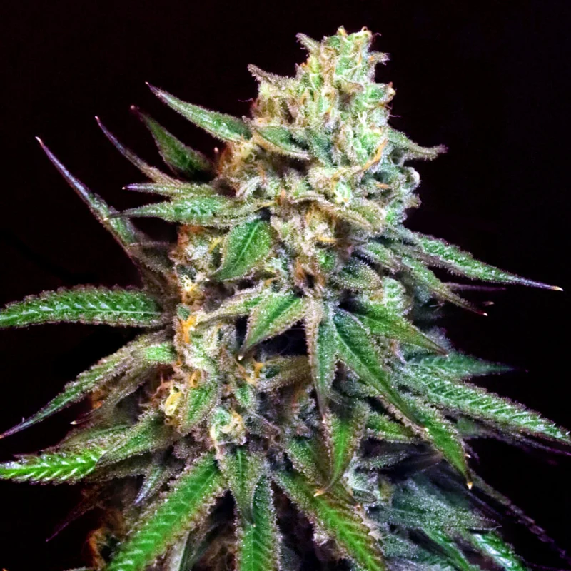 Snoop's Applefrizzle van Elev8 Seeds