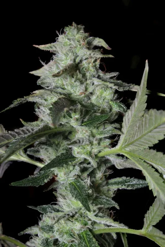 Sherbet Cake van Elev8 Seeds