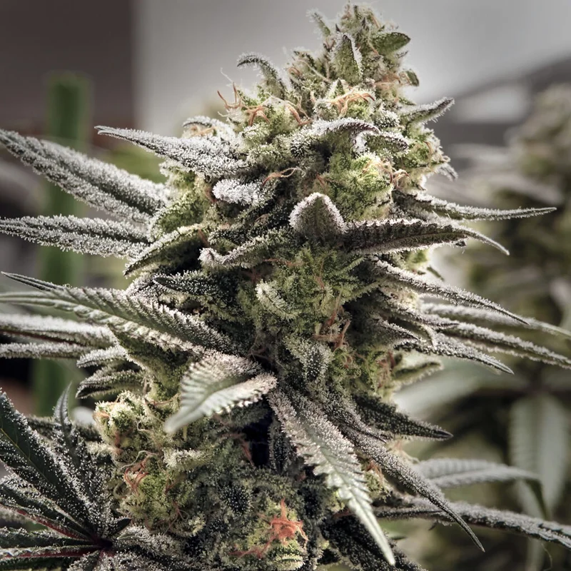 Thundersnow van Elev8 Seeds
