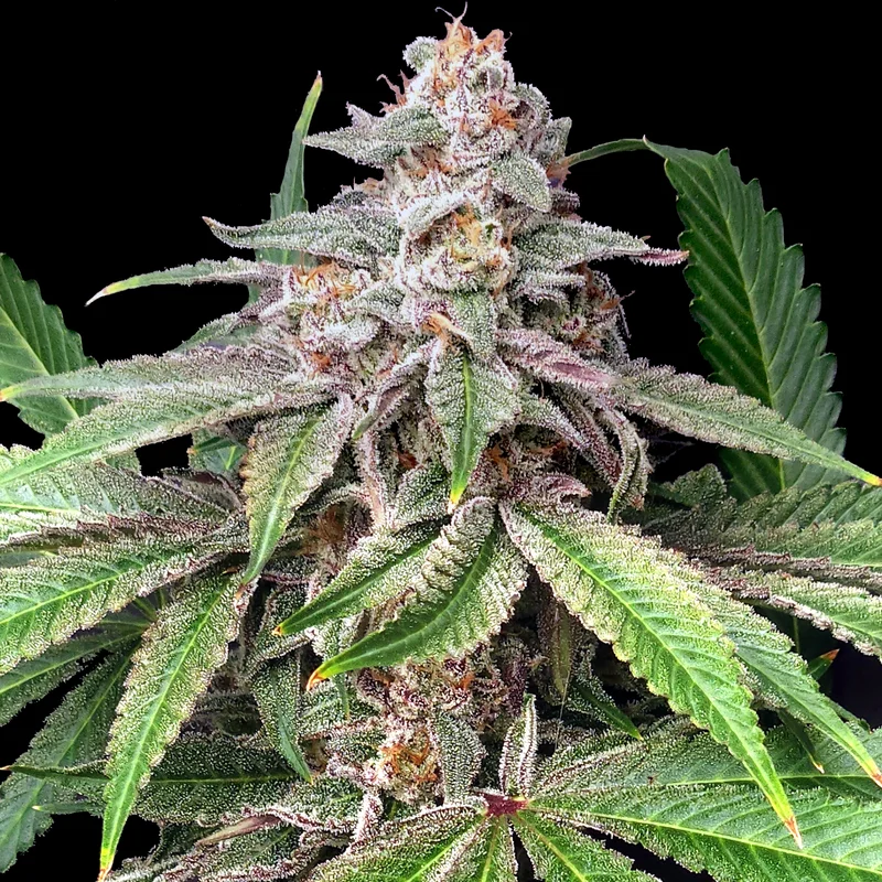 Mystery Made 2 van Elev8 Seeds