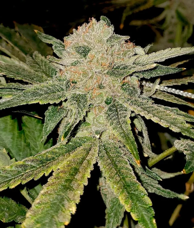 Gelato Kiss van Elev8 Seeds