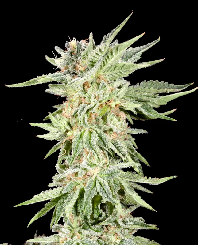Gelato Sundae van Elev8 Seeds