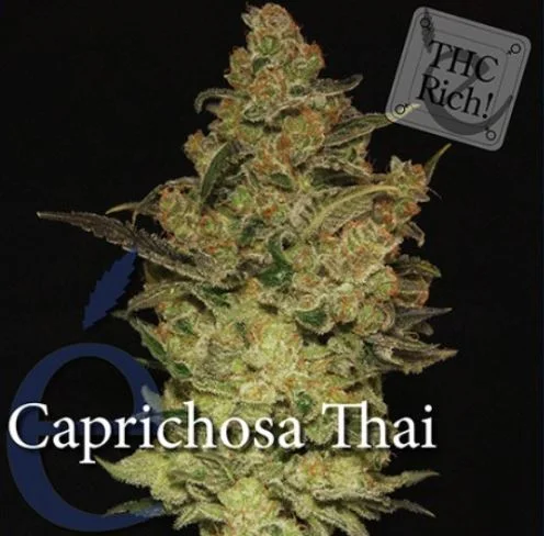 Caprichosa Thai van Elite Seeds