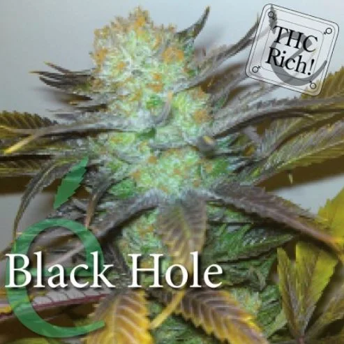 Black Hole van Elite Seeds