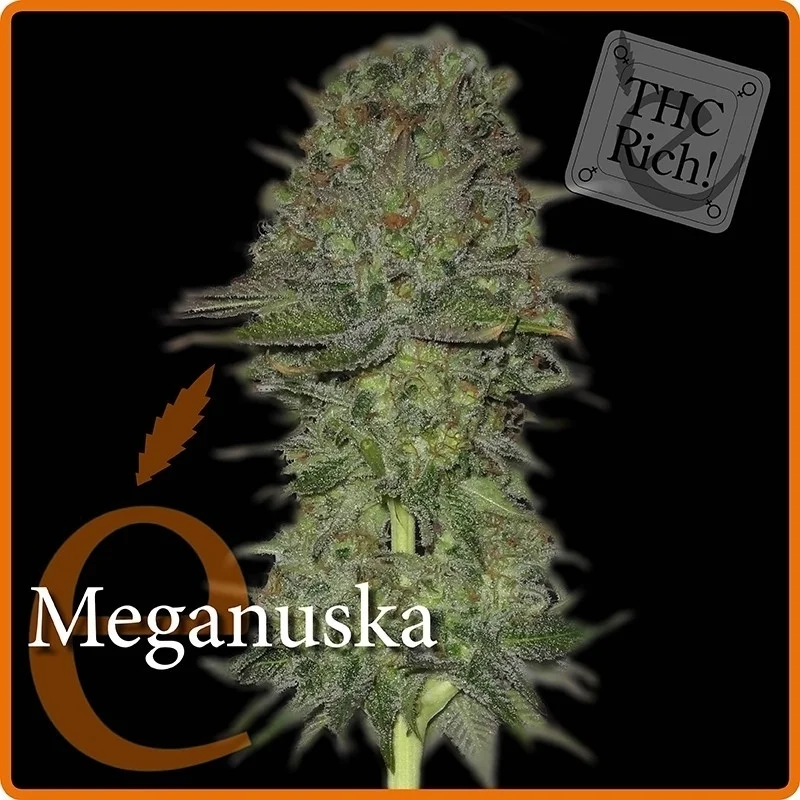 Meganuska van Elite Seeds