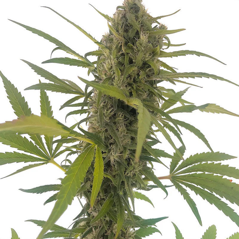 Gorilla Snow Ultra CBD van Elite Seeds