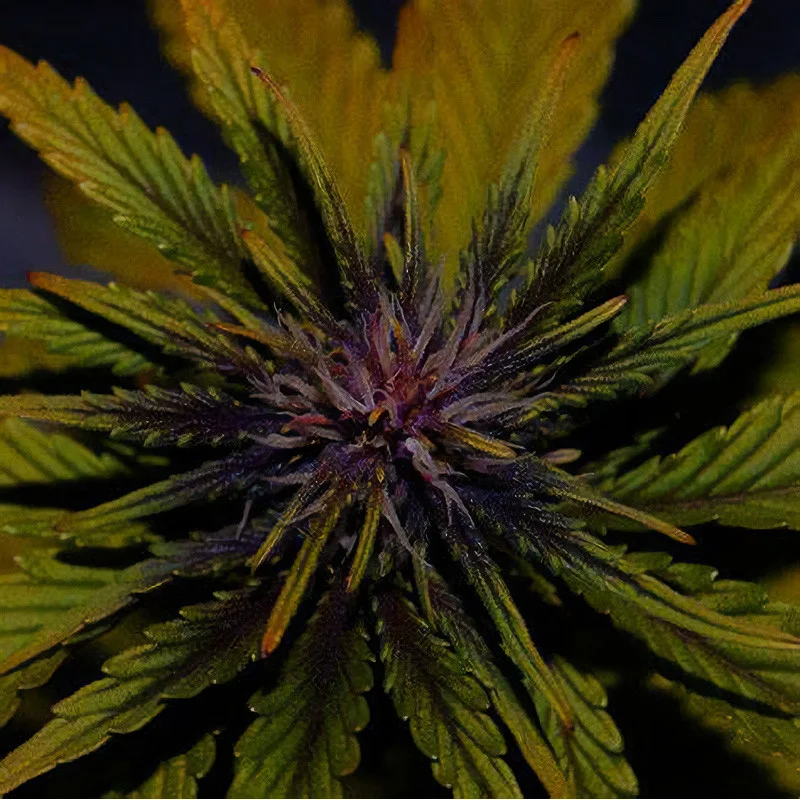 Dark Rose CBD van Elite Seeds