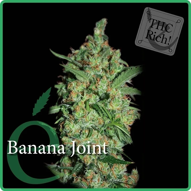 Banana Joint van Elite Seeds