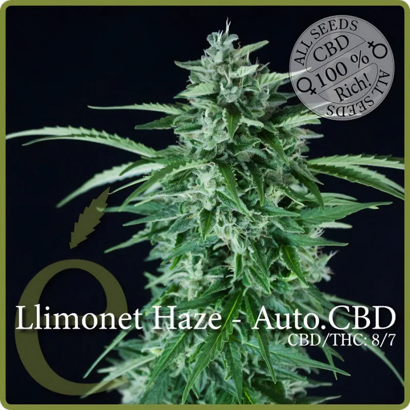Llimonet Haze CBD van Elite Seeds