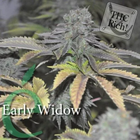 Early Widow van Elite Seeds