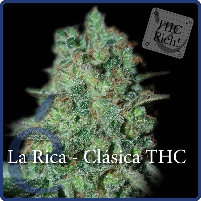 La Rica Classic THC van Elite Seeds