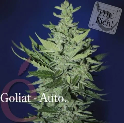 Goliat van Elite Seeds