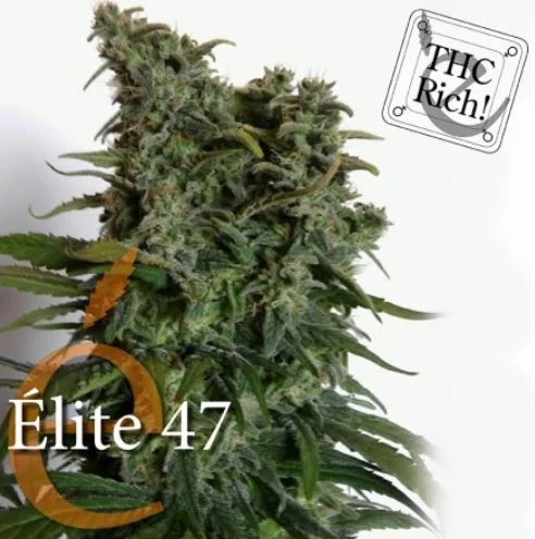 Elite 47 van Elite Seeds