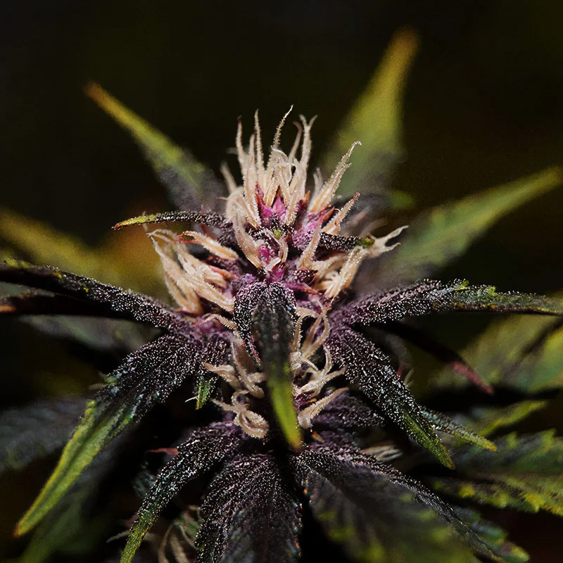 Purplediol CBD van Elite Seeds