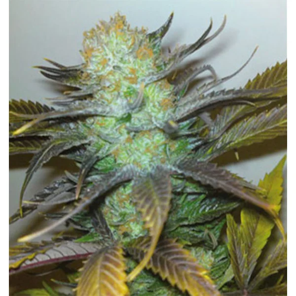 Black Hole van Elite Seeds