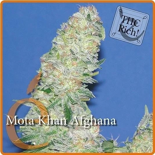 Mota Khan Afghana van Elite Seeds
