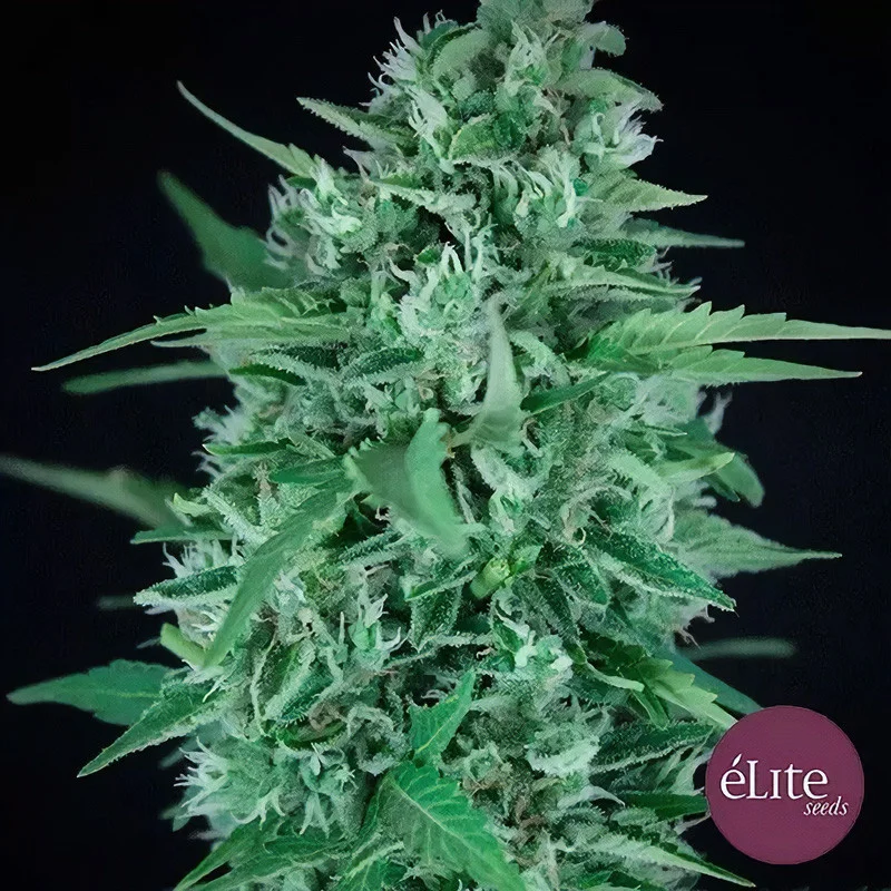 La Rica CBD van Elite Seeds