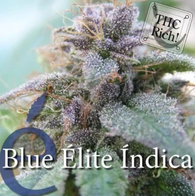 Blue Elite Indica van Elite Seeds