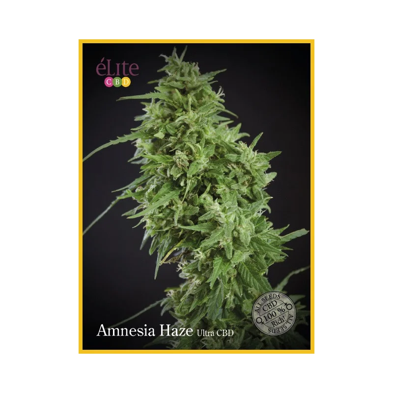 Amnesia Haze Ultra CBD van Elite Seeds