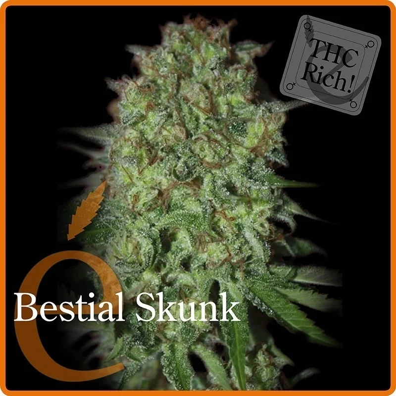 Bestial Skunk van Elite Seeds