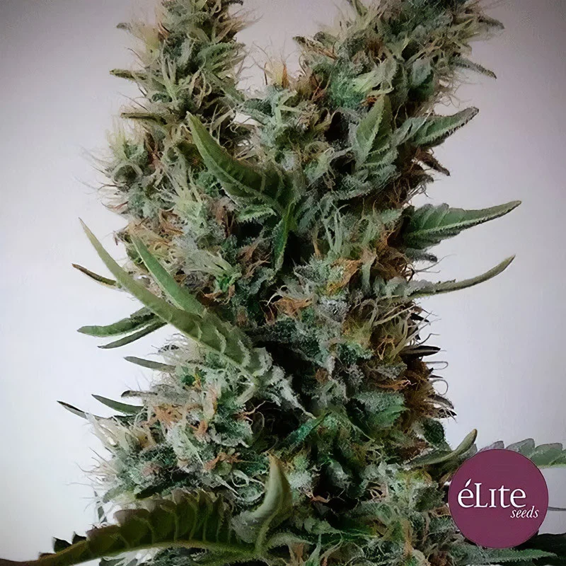 Jack Ultra CBD van Elite Seeds