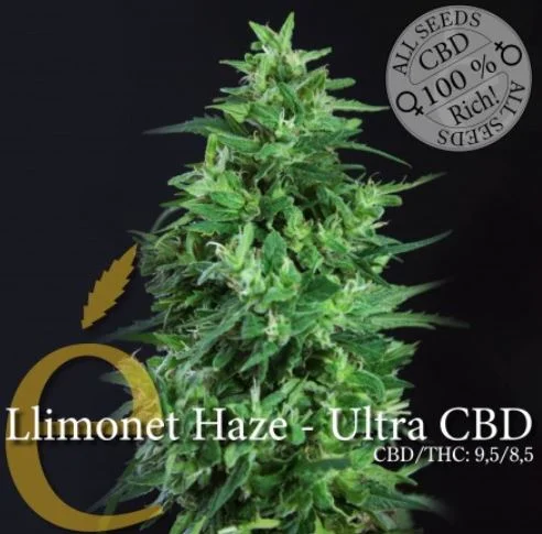 Llimonet Haze Ultra CBD van Elite Seeds