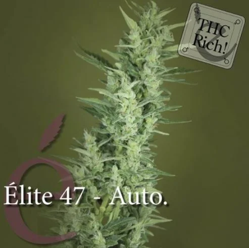 Elite 47 van Elite Seeds