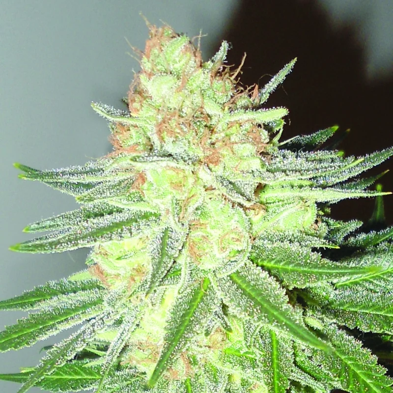 Cotton Candy Cane van Emerald Triangle Seeds