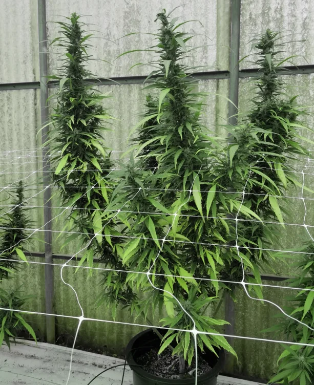 Leviathan CBG van Emerald Triangle Seeds