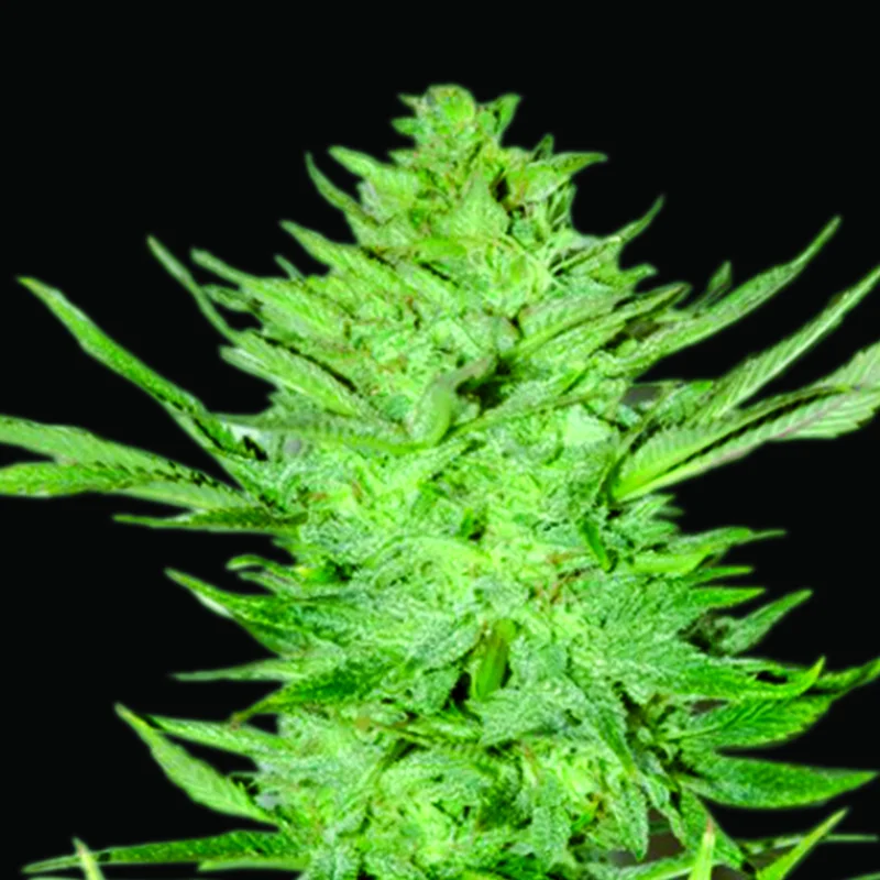 Headlights Kush van Emerald Triangle Seeds