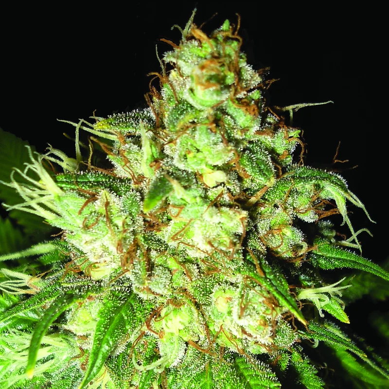 Bubba Cheese van Emerald Triangle Seeds