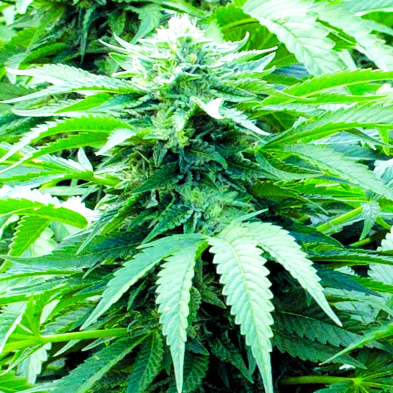 Trinity Kush van Emerald Triangle Seeds
