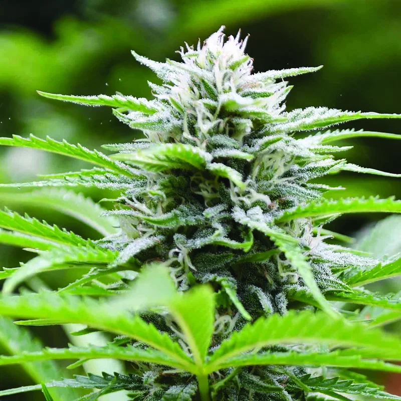 Kushhead 707 van Emerald Triangle Seeds
