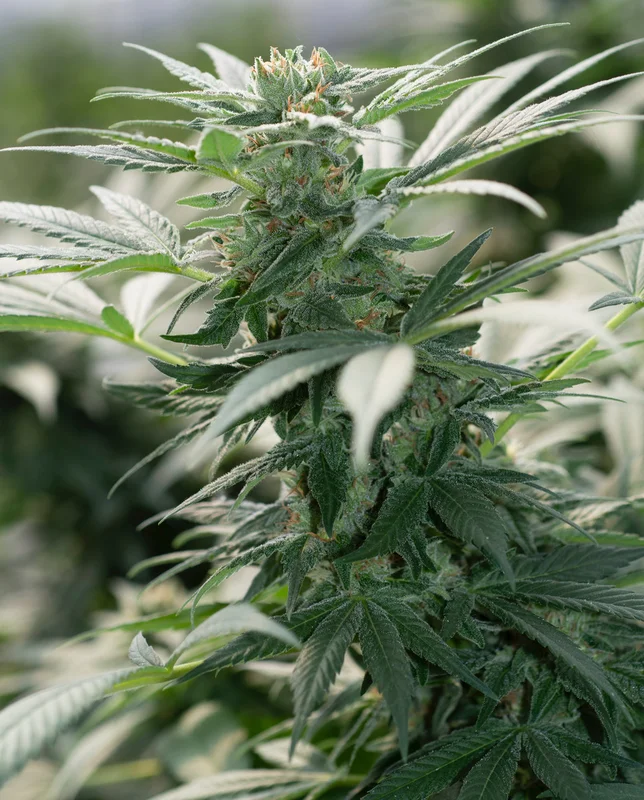 Morning Star van Emerald Triangle Seeds