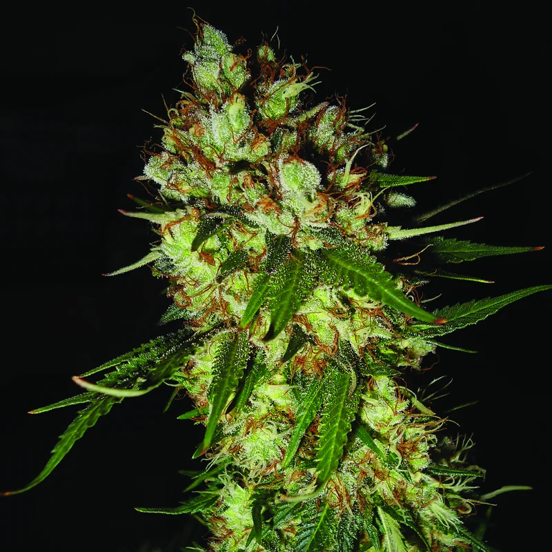 G13 x Blueberry Headband van Emerald Triangle Seeds