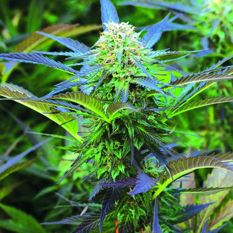 Royal Purple Kush van Emerald Triangle Seeds